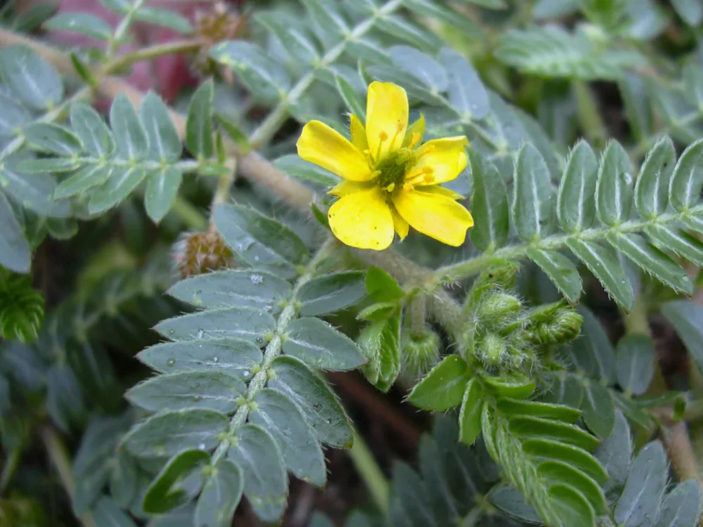 Nutri House Tribulus (Kotvičník zemní) 100 tbl. 